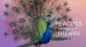 Peacocks 10% Off Sitewide